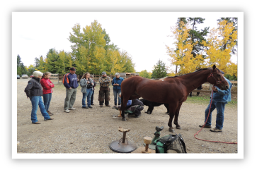 Success With Horses Clinic