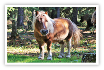 Success-With-Horses-Pony