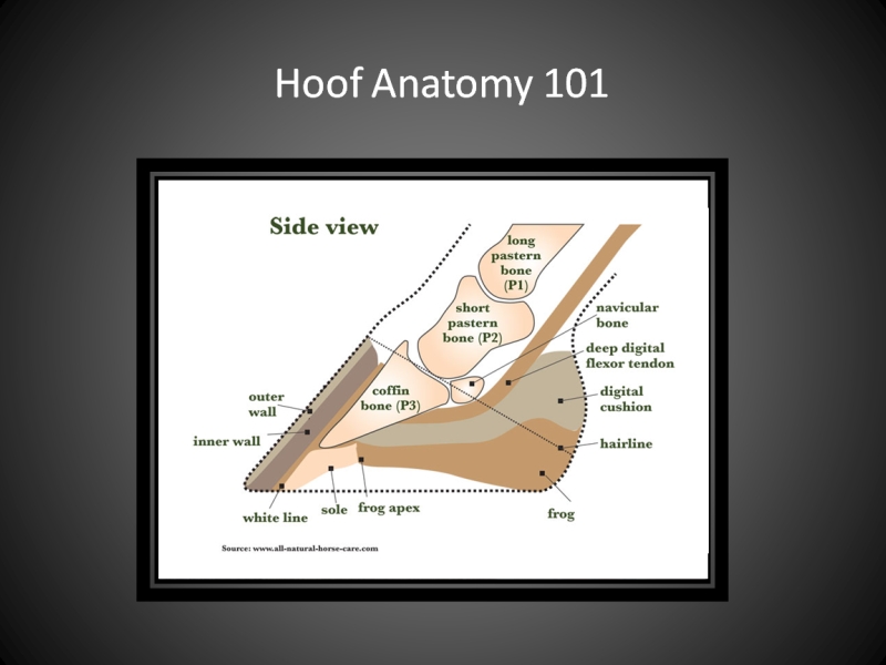 Horse Hoof Anatomy From Below