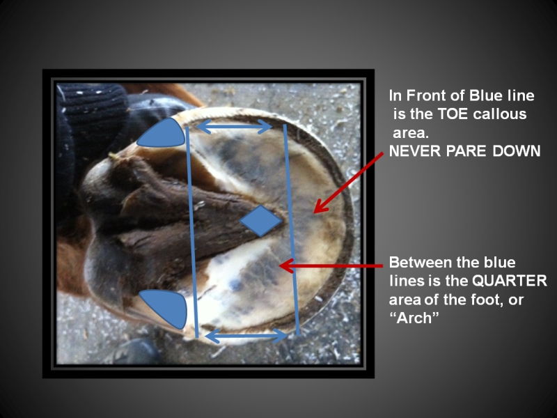 Hoof Anatomy Success With Horses