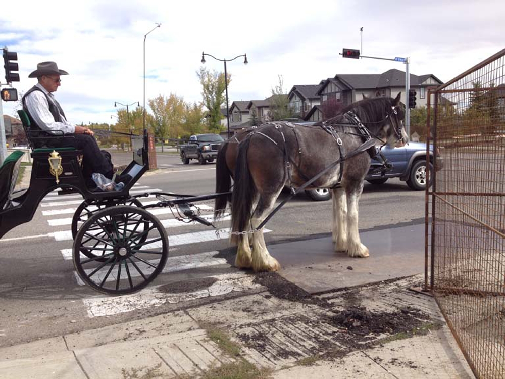 Parades and Pavement Success With Horses
