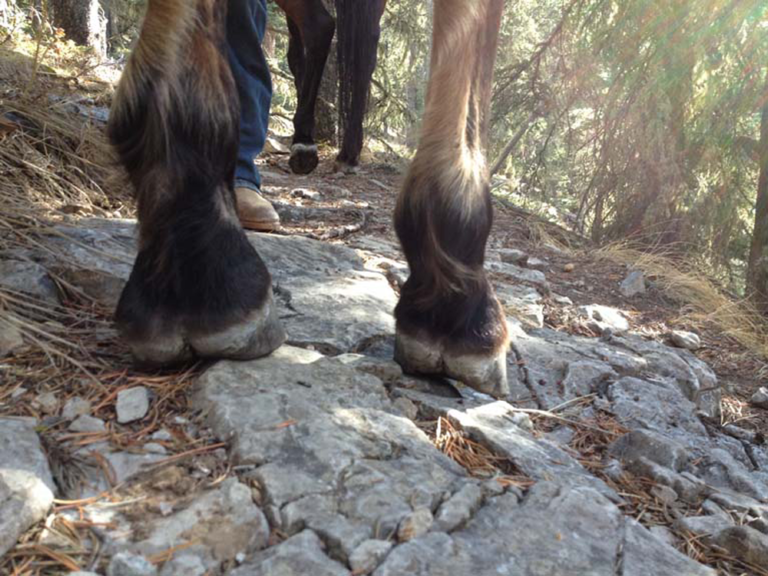 Success with Horses - Mountain Riding