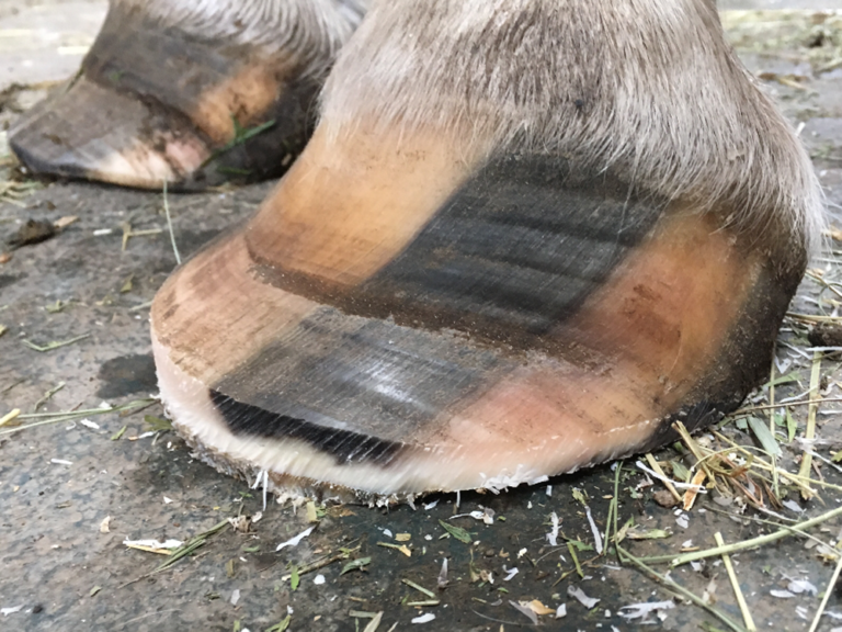 Founder/Laminitis Success With Horses