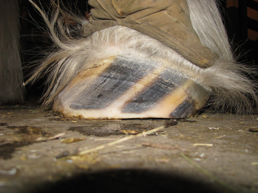 How to Trim Your Draft Horses Success With Horses