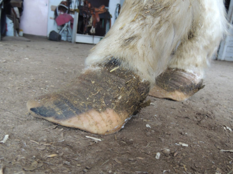 Success With Horses Natural Performance Hoof Care Video Series
