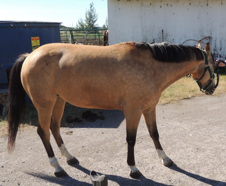 Success With Horses Natural Performance Hoof Care Video Series