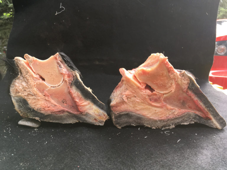 Success With Horses Natural Performance Hoof Care Video Series