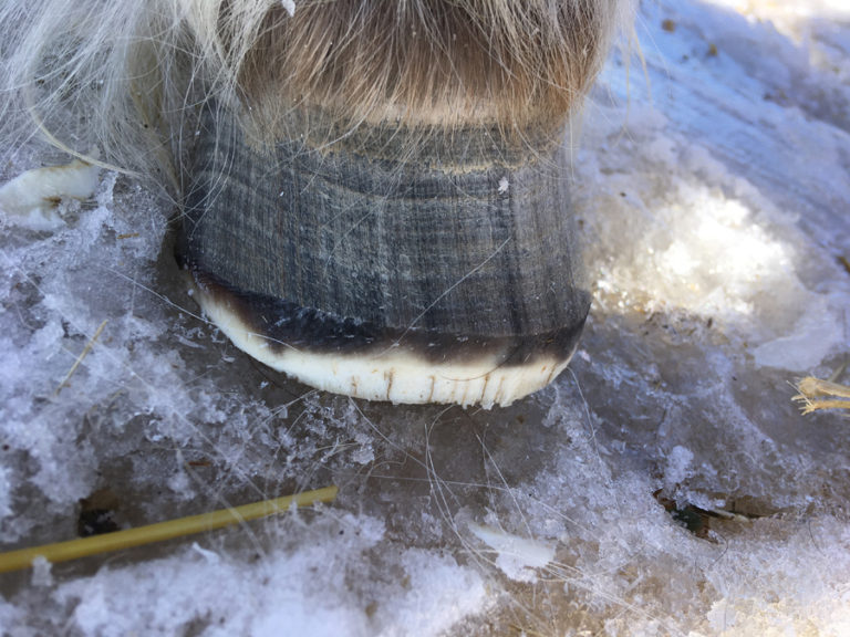Success With Horses Natural Performance Hoof Care Video Series